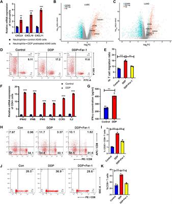 Cisplatin Promotes the Efficacy of Immune Checkpoint Inhibitor Therapy by Inducing Ferroptosis and Activating Neutrophils
